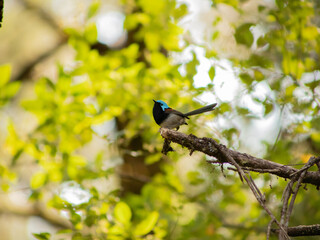 superb blue fairy wren on a branch