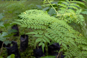 fern leaves