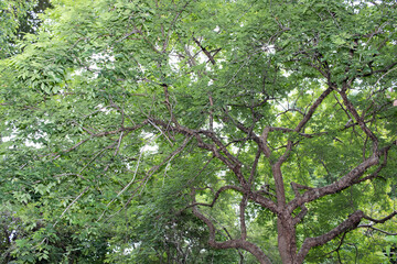 Fototapeta premium tree in the park