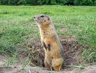 Female of a gopher is standing on the city lawn near its hole on its hind legs. Close-up.