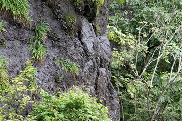 green moss on the tree