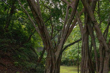 Fototapeta premium trees in the forest