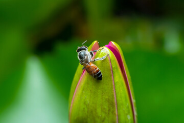 Close up bee on pollen of beautiful lotus flower or water lily in sunlight, shallow depth of field