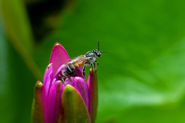 Close up bee on pollen of beautiful lotus flower or water lily in sunlight, shallow depth of field