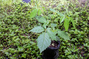 child picking up flowers