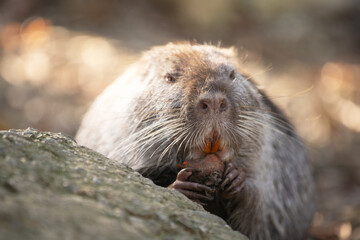 Portrait of cute nutria eating carrot and enjoying sunshine between the stones by the pond. Wild animal funny eating wiggling long whiskers.