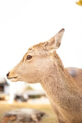 Obraz premium 奈良の鹿