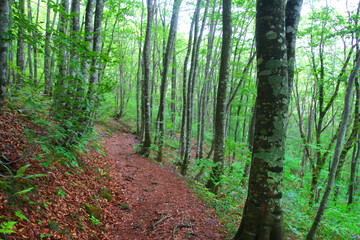 ブナ林（福島県・裏磐梯）