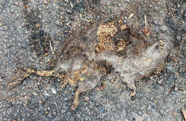 Dead, flattened decomposing rodent on asphalt.