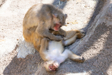 動物園の猿の毛繕い