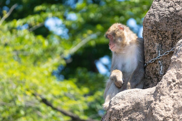動物園の猿山のボス