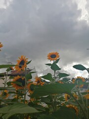 sunflower in the sky