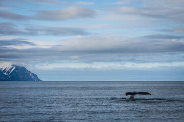Naklejka premium Ballena en Islandia