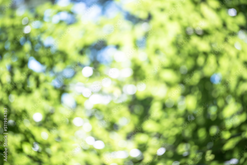 Sticker blur background green park garden nature bright sunny forest. blurry outdoor park in spring time glo