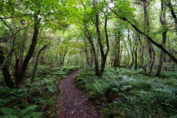 fern and pathway in autumn forest
