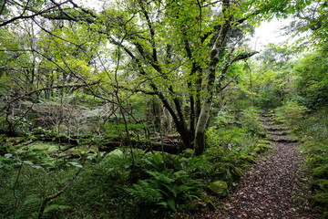 pathway through thick wild forest