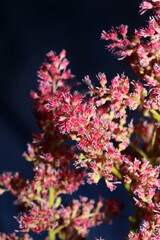 Purple flower blossom close up botanical background high quality big size prints astilbe japonica family saxifragaceae wall posters