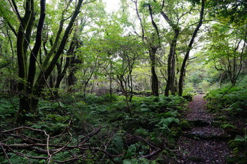 Fototapeta na wymiar fern and pathway in autumn forest