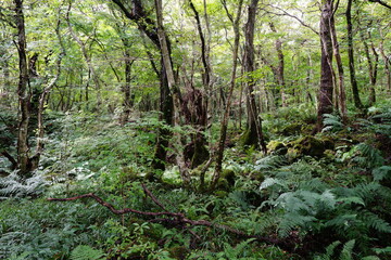 primeval forest with mossy rocks and fern