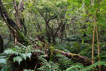 primeval forest with mossy rocks and fern