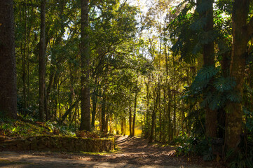 path in the forest in Nova Petrópolis 