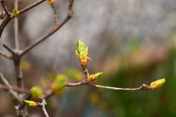 サラサドウダンの新芽