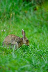 A Wild brown bunny sitting on green grass with dry grass, looking for feeding food in the garden. Cute animal and pet.