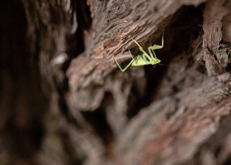 Mantis wood