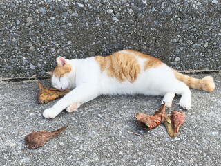 葉っぱを枕に昼寝している野良猫の可愛い画像
