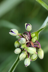 Virginia spiderwort (Ladys tears, Oomuratsuyukusa, Tradescantia virginiana), buds starting to bloom. Close up macro photography.