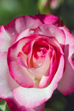 Pink and white color tone rose flower head close up macro photograph taken on a sunny day.