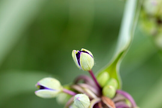 Virginia spiderwort (Ladys tears, Oomuratsuyukusa, Tradescantia virginiana), buds starting to bloom. Close up macro photography.