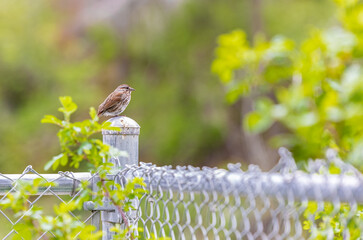 A Song Sparrow is perched on a park fence. Singing song sparrow in Park Canada