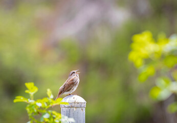 A Song Sparrow is perched on a park fence. Singing song sparrow in Park Canada