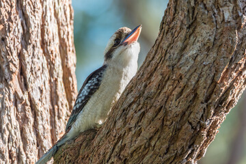 Laughing Kookaburra on a gum tree branch