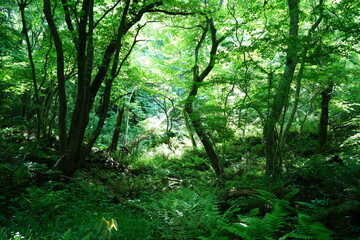 Fototapeta na wymiar thick wild forest in the gleaming sunlight