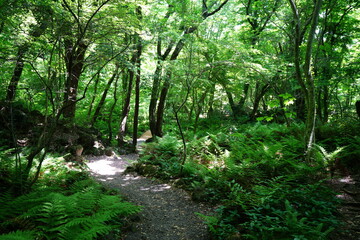 Fototapeta na wymiar refreshing forest path in the sunlight
