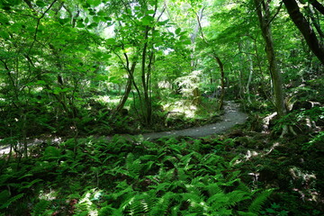 fern and path in spring forest
