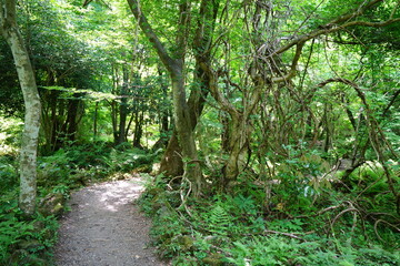 old trees and fern and vines in spring forest
