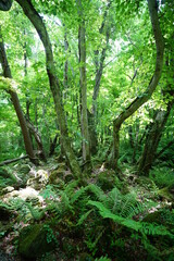 thick wild forest in the gleaming sunlight