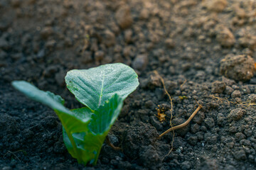 Young germinal leaves of white cabbage are covered with moisture in the garden bed in the early morning