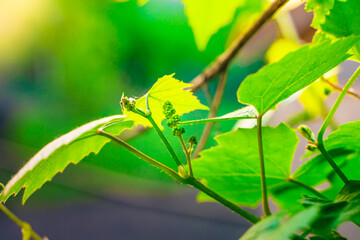Close-up of a young grape bud. Green grapes