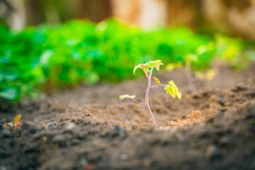 A young tomato seedling grows in the soil on a garden bed close-up