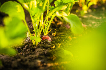 Juicy fresh root crop of red radish close-up in the soil in the garden bed