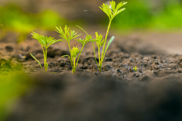 Close-up young green leaves of carrots grow in the garden bed in the early morning at sunrise