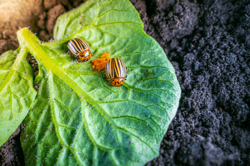 The process of oviposition by the Colorado potato beetle on a potato leaf