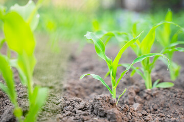Close-up young green corn sprout grows in the soil in the garden bed