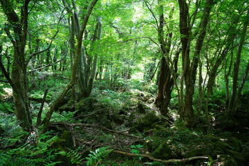 Obraz premium thick wild forest in the gleaming sunlight
