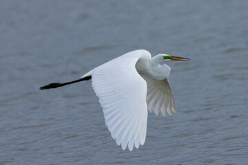 Great egret flying in beautiful light, seen in the wild in a North California marsh 