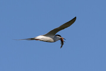Forster's tern flying in beautiful light with a fish in his beak